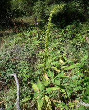 Piperia michaelii Plant